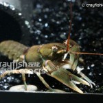 CK-Cambarus girardianus-2