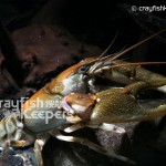 CK-Cambarus girardianus-3