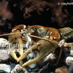 CK-Cambarus girardianus-4