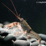 CK-Cambarus girardianus-6