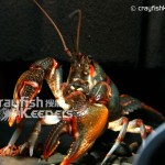 CK-Cambarus ludovicianus-10