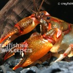 CK-Cambarus ludovicianus-11