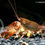 CK-Cambarus ludovicianus-12