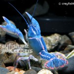 CK-Cambarus ludovicianus-2