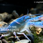 CK-Cambarus ludovicianus-3