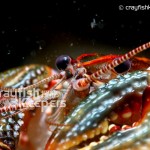 CK-Cambarus ludovicianus-4