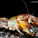 CK-Cambarus ludovicianus-5