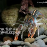 CK-Cambarus ludovicianus-6