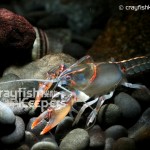 CK-Cambarus ludovicianus-7