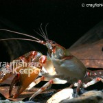 CK-Cambarus ludovicianus-8