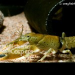 CK-Cambarus maculatus-1