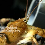 CK-Cambarus maculatus-2