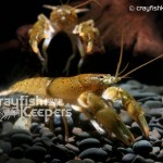 CK-Cambarus maculatus-3