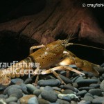 CK-Cambarus maculatus-4