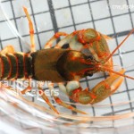 CK-Cambarus manningi-1