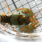 CK-Cambarus manningi-2