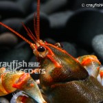 CK-Cambarus manningi-3