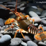 CK-Cambarus manningi-4