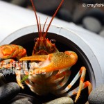 CK-Cambarus manningi-6