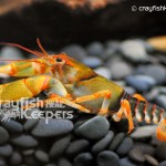 CK-Cambarus manningi-7