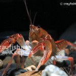 CK-Cambarus miltus-2