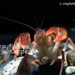 CK-Cambarus miltus-3