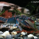 CK-Cambarus miltus-4