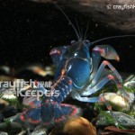 CK-Cambarus miltus-5