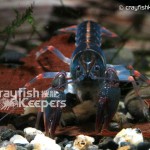 CK-Cambarus miltus-6