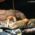 CK-Cambarus rusticiformis-1