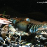 CK-Cambarus rusticiformis-2