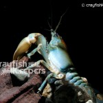 CK-Cambarus rusticiformis-4