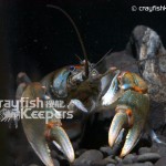 CK-Cambarus rusticiformis-5