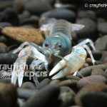 CK-Cambarus rusticiformis-6