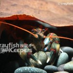 CK-Cambarus stockeri-1