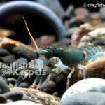 CK-Cambarus stockeri-2