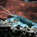 CK-Cambarus stockeri-3