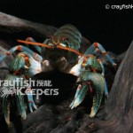 CK-Cambarus stockeri-4