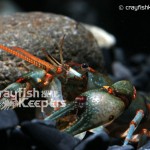 CK-Cambarus stockeri-5