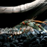 CK-Cambarus stockeri-7