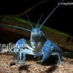 CK-Cherax destructor-1