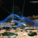 CK-Cherax destructor-3