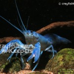CK-Cherax destructor-4