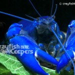 CK-Cherax destructor-5