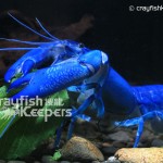 CK-Cherax destructor-6