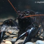 CK-Cherax plebejus-1