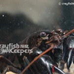 CK-Cherax plebejus-2