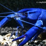 CK-Cherax tenuimanus-1