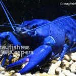 CK-Cherax tenuimanus-2