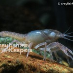 CK-Fallicambarus byersi-1